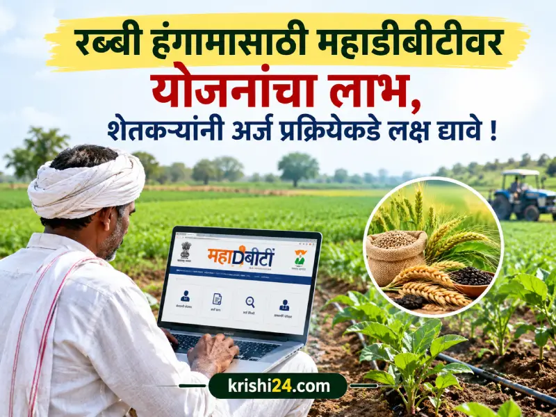 Rabi season