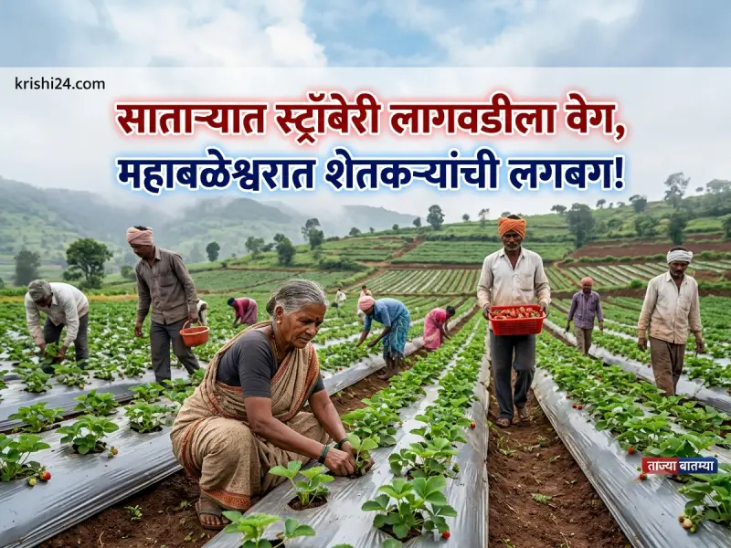 Strawberry cultivation