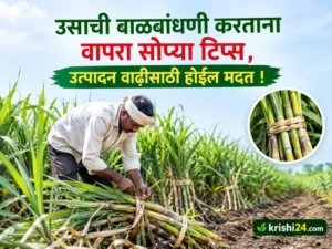 Sugarcane crops