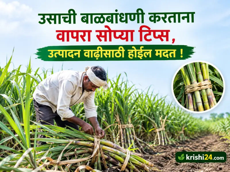Sugarcane crops