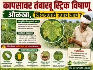 Tobacco Streak Virus
