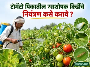 Tomato crops