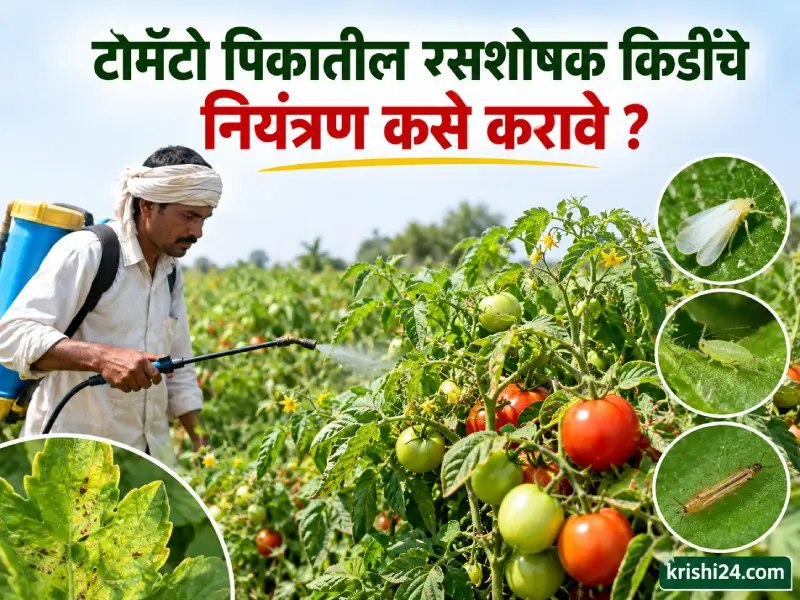 Tomato crops