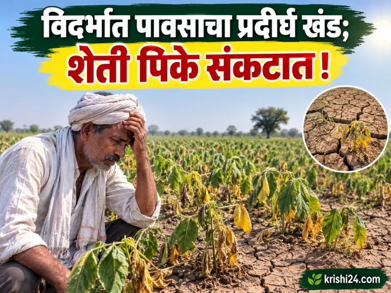 crops in jeopardy