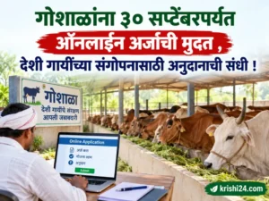 indigenous cows