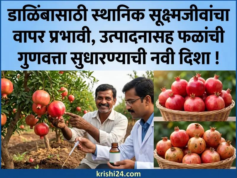 microorganisms for pomegranates