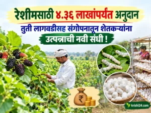mulberry cultivation