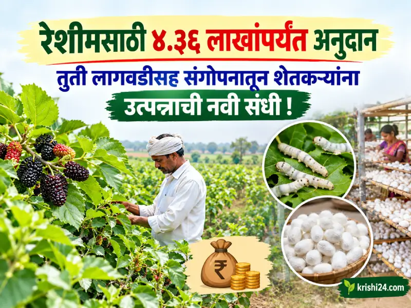 mulberry cultivation