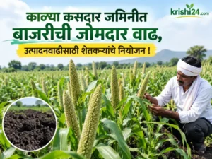 pearl millet