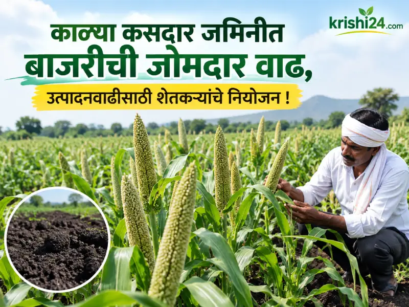 pearl millet