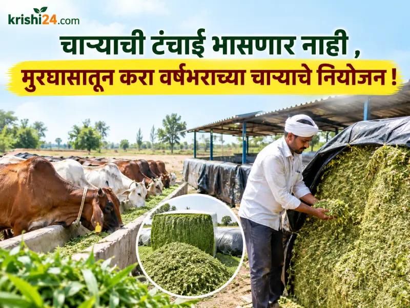 supply using silage