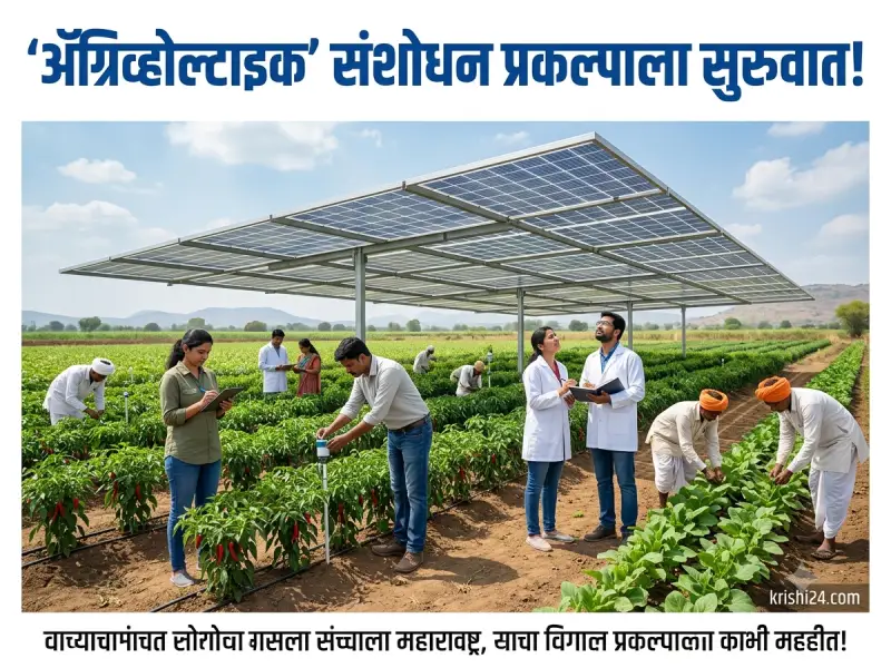 ‘Agrivoltaic’ research