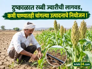 Cultivation of Rabi sorghum