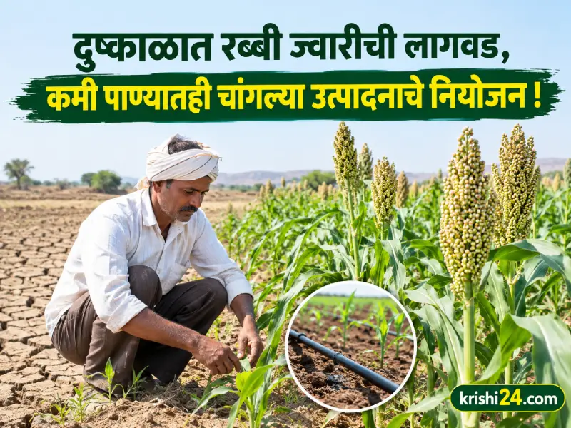 Cultivation of Rabi sorghum