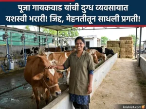 Dairy Business