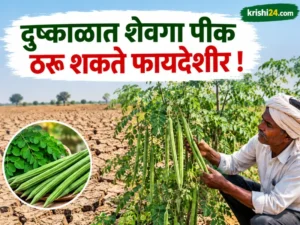 Drumstick cultivation
