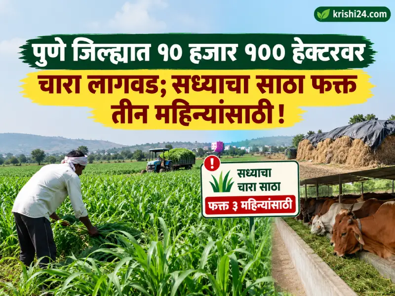 Fodder cultivated