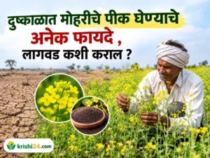 Mustard crops