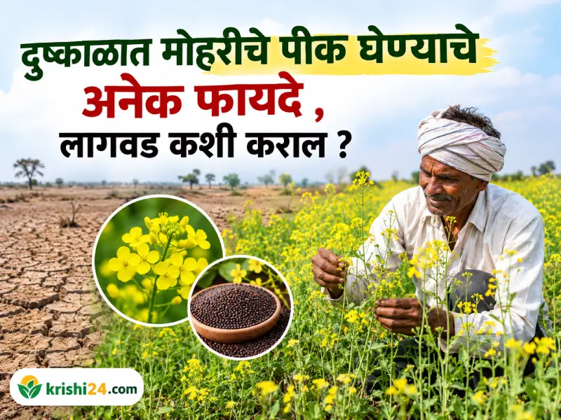 Mustard crops