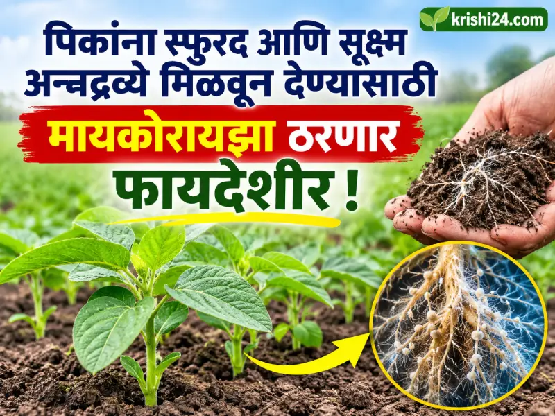 Phosphorus and micronutrients