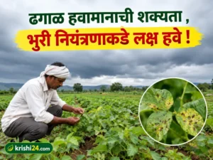 Powdery mildew