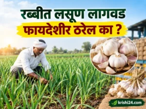 Rabi Garlic Cultivation