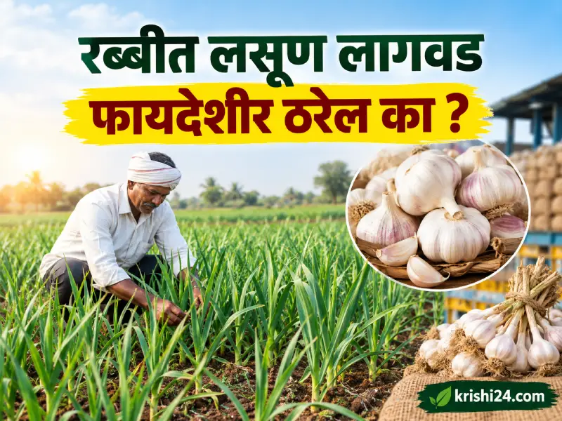 Rabi Garlic Cultivation