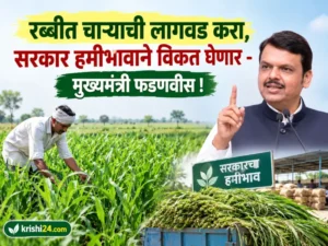 Rabi season