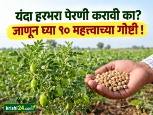 Sow chickpeas