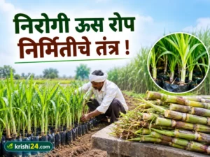 Sugarcane seedlings
