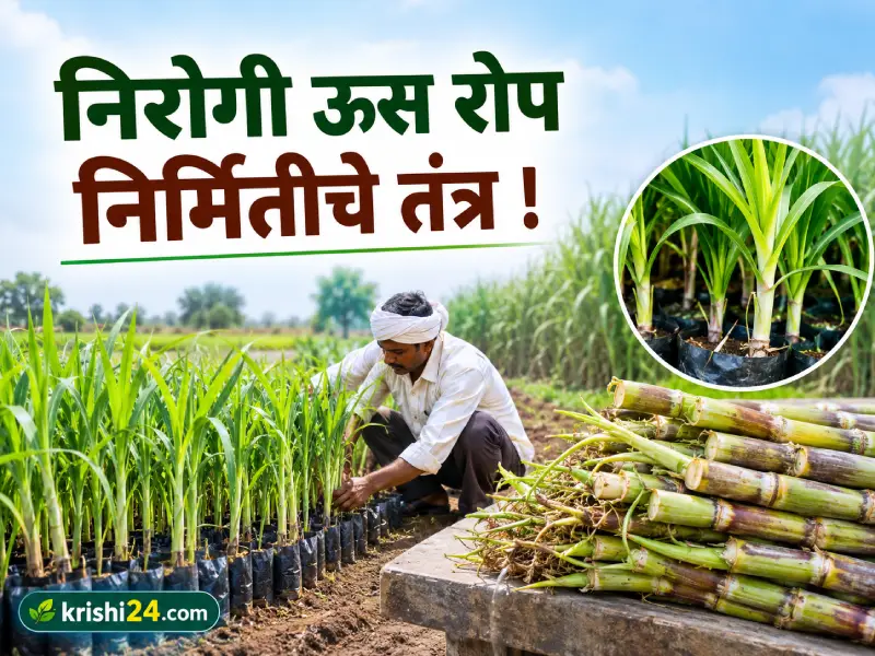 Sugarcane seedlings