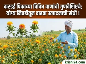 Various safflower varieties