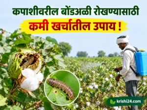 bollworms on cotton