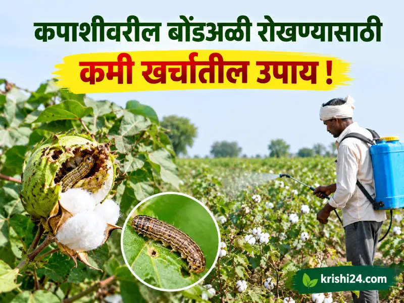 bollworms on cotton
