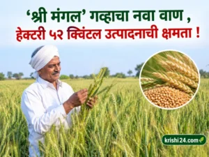 wheat variety