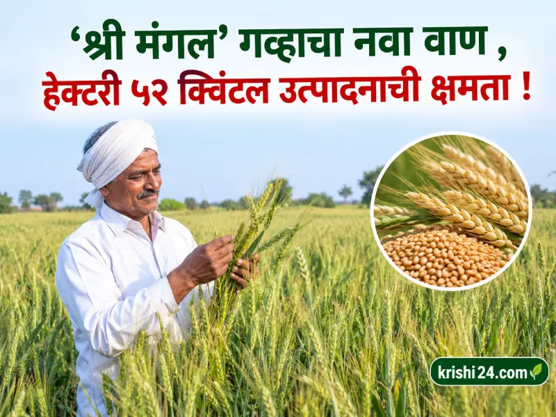 wheat variety